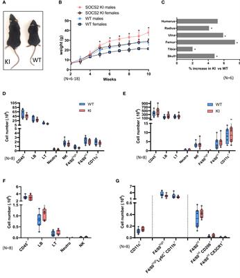 A loss of function mutation in SOCS2 results in increased inflammatory response of macrophages to TLR ligands and Staphylococcus aureus